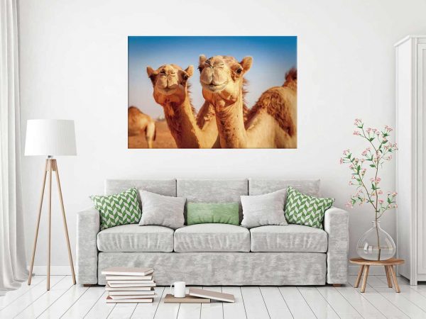 Fotocuadro Animales Camellos Desierto | Carteles XXL - Impresión carteleria publicitaria