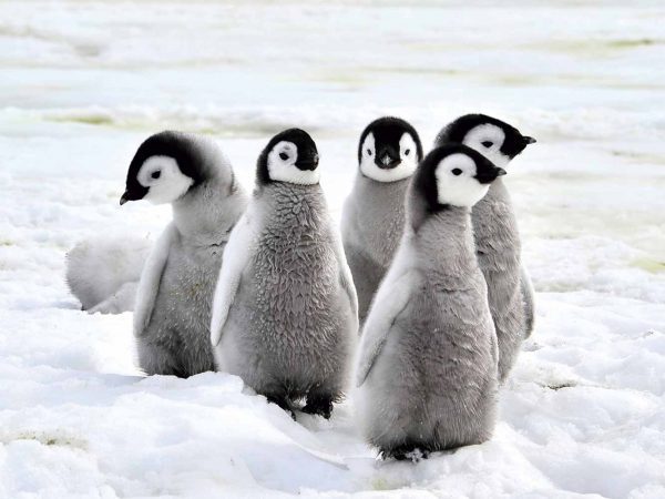 Fotocuadro Animales Pingüinos Polares | Carteles XXL - Impresión carteleria publicitaria