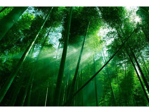 Vinilo Frigorífico Bosque Bambú | Carteles XXL - Impresión carteleria publicitaria