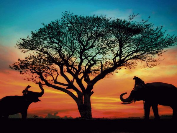Vinilo Frigorífico Elefantes en la Sabana | Carteles XXL - Impresión carteleria publicitaria