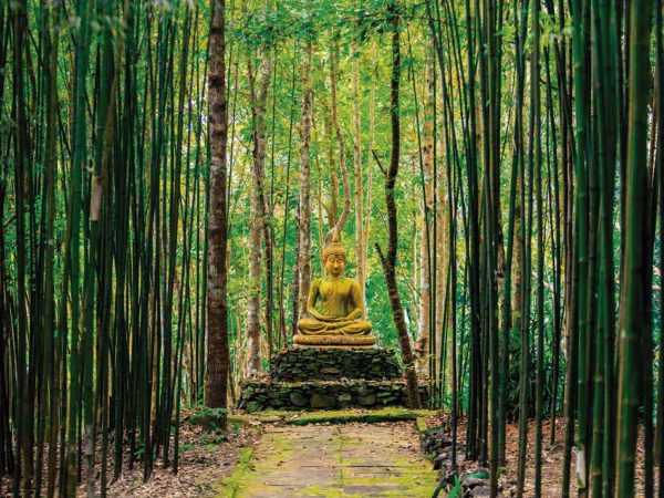 Vinilo Frigorífico Buda Bosque Bambú | Carteles XXL - Impresión carteleria publicitaria
