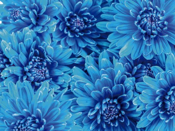 Fotomural Vinilo Crisantemo Azul | Carteles XXL - Impresión carteleria publicitaria