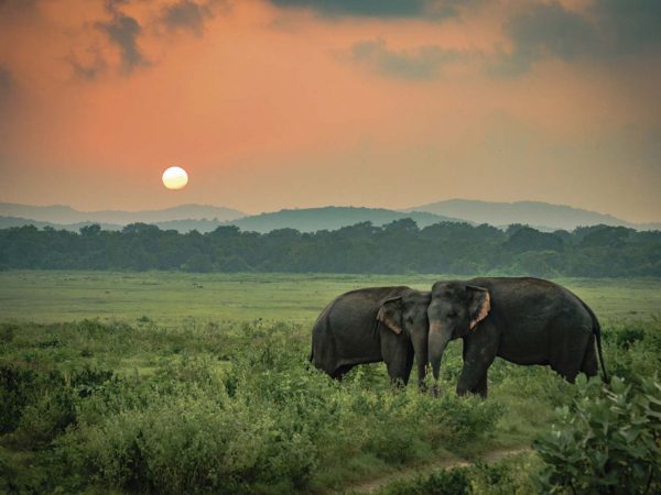 Vinilo Frigorífico Elefantes al Atardecer | Carteles XXL - Impresión carteleria publicitaria