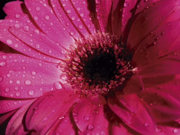 Fotomural Vinilo Floral Frescor Rosa | Carteles XXL - Impresión carteleria publicitaria