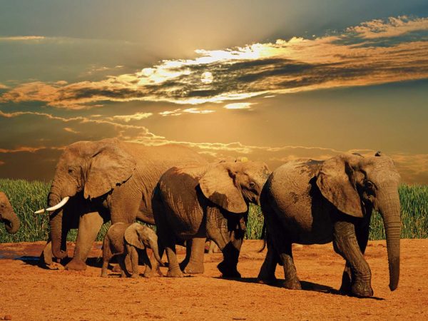 Vinilo Frigorífico Parque del Elefante Sudáfrica | Carteles XXL - Impresión carteleria publicitaria