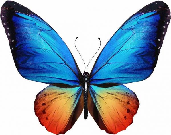 Vinilo Decorativo Mariposa Azul y Naranja | Carteles XXL - Impresión carteleria publicitaria