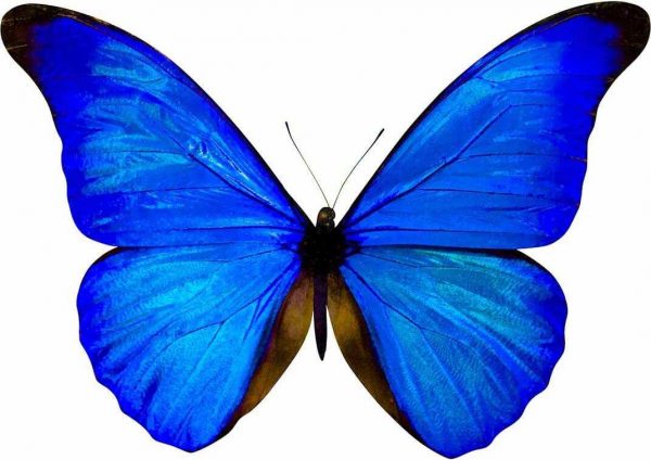 Vinilo Decorativo Mariposa Azul | Carteles XXL - Impresión carteleria publicitaria