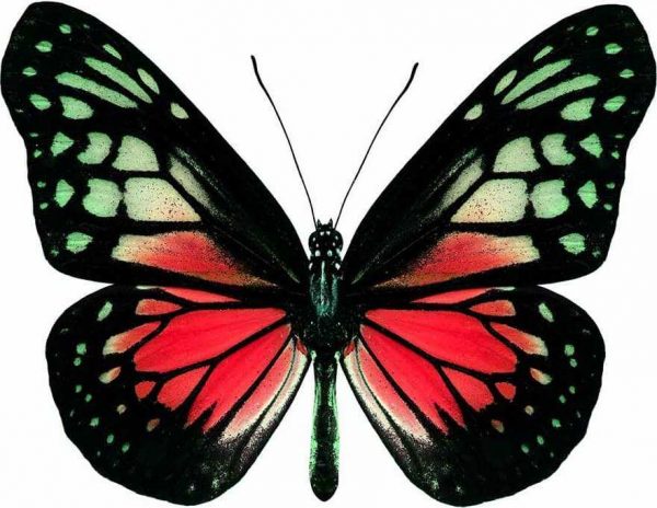 Vinilo Decorativo Mariposa Roja | Carteles XXL - Impresión carteleria publicitaria