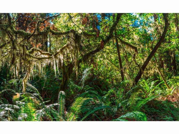 Vinilo Frigorífico Selva Tropical | Carteles XXL - Impresión carteleria publicitaria