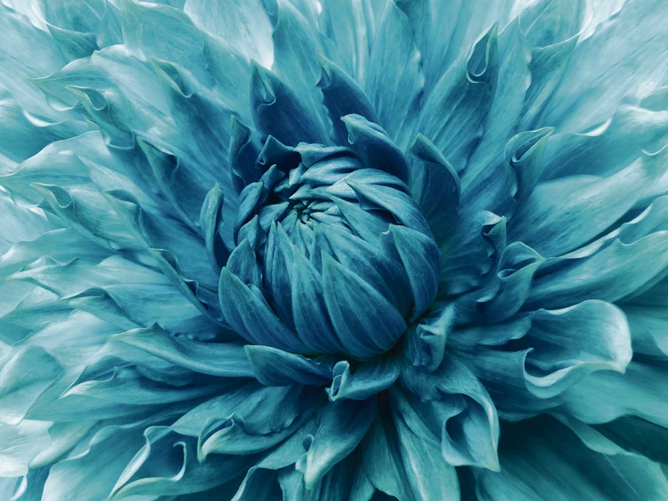Vinilo Frigorífico Floral Azul