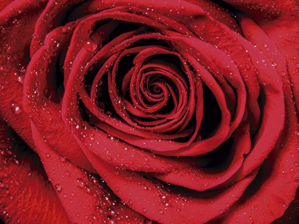 Vinilo Frigorífico Rosa Roja Áurea | Carteles XXL - Impresión carteleria publicitaria